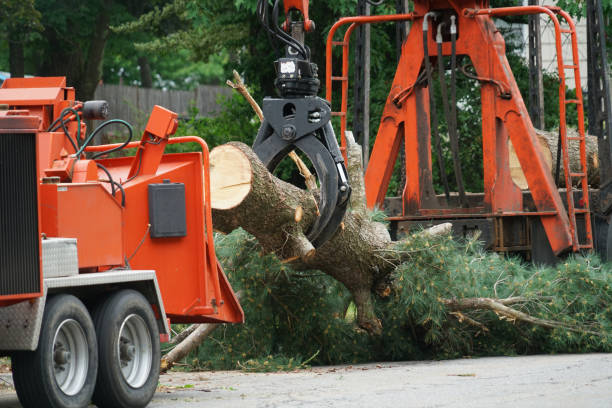 The Steps Involved in Our Tree Care Process in Huron, CA